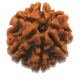 rudrakash